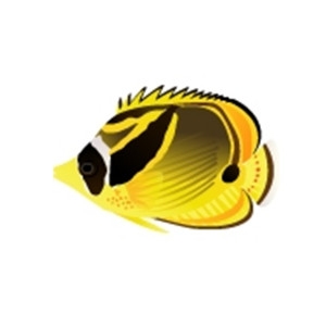 Raccoon Butterflyfish